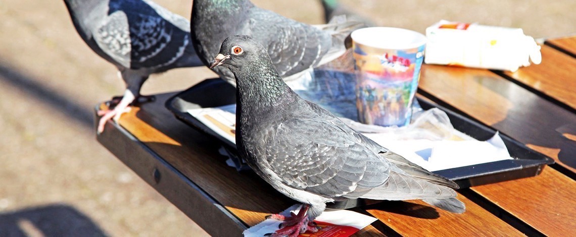 Pigeons in break areas