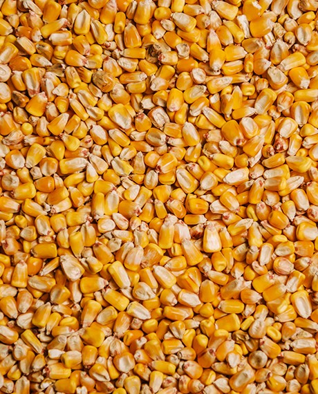 Avitrol Untreated Whole Corn