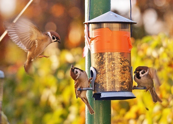 Feeding