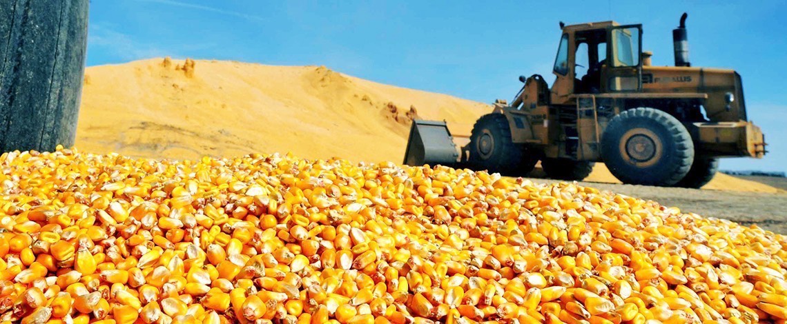 Ethanol grain on ground