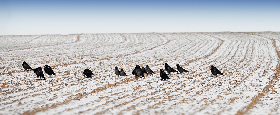 Crows in winter field
