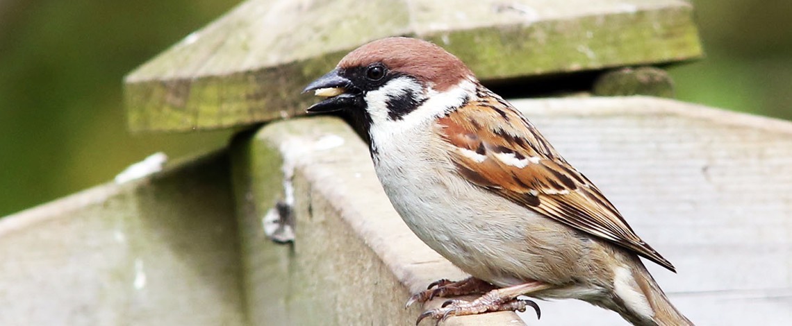 House Sparrow on farm fence
