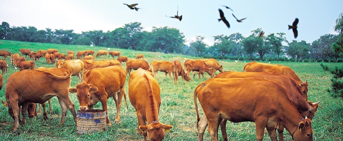 Crows harrassing cattle