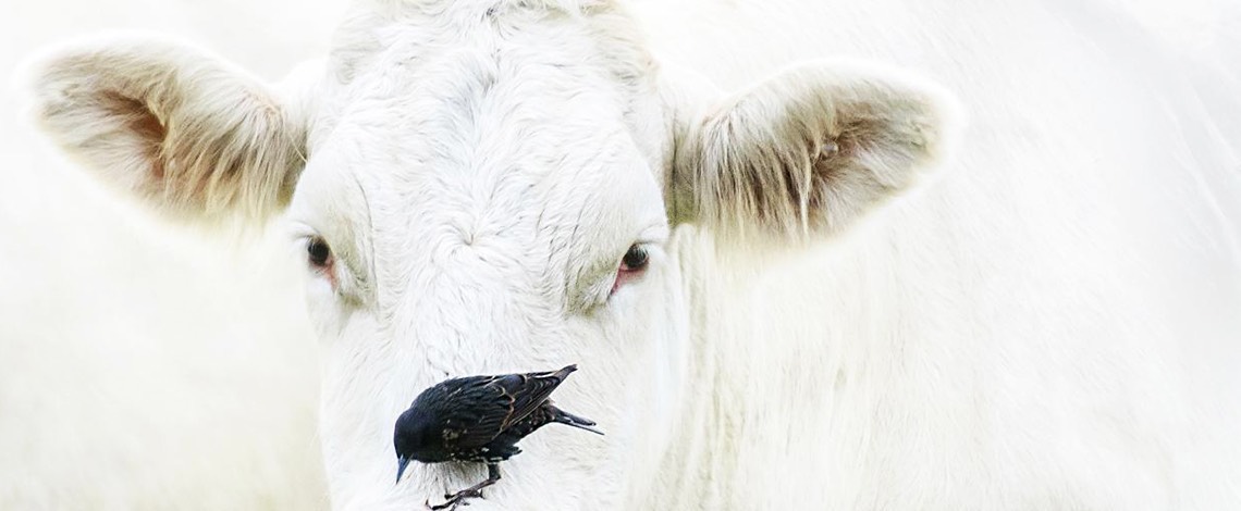 Starling loafing on a cow