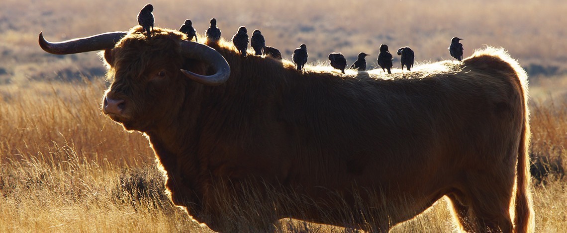 Starlings on steer