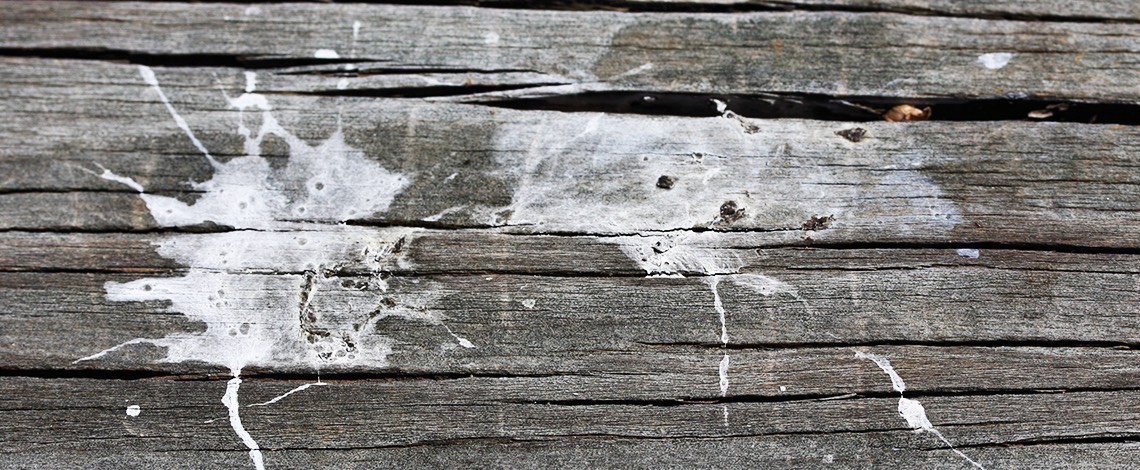 Bird droppings on wood