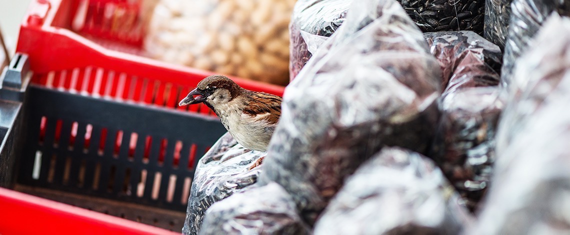 House Sparrow in Store