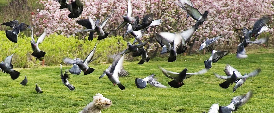 Pigeon in Park